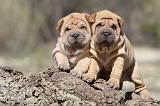 SHAR-PEI 550